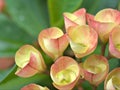 Closeup macro petals of pink Crown of thorns flower plants in garden with green blurred background ,soft focus ,sweet color Royalty Free Stock Photo