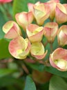 Closeup macro petals of pink Crown of thorns flower plants in garden with green blurred background ,soft focus ,sweet color Royalty Free Stock Photo