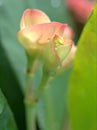 Closeup macro petals of pink Crown of thorns flower plants in garden with green blurred background ,soft focus ,sweet color Royalty Free Stock Photo