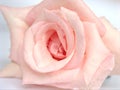 Closeup macro petals pink rose  flower with water drops and soft focus, blurred background ,sweet color for wedding card Royalty Free Stock Photo
