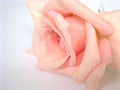 Closeup macro petals pink rose  flower with water drops and soft focus, blurred background ,sweet color for wedding card Royalty Free Stock Photo