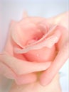 Closeup macro petals pink rose  flower with water drops and soft focus, blurred background ,sweet color for wedding card Royalty Free Stock Photo