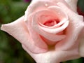 Closeup macro petals pink rose  flower with water drops and soft focus, blurred background ,sweet color for wedding card Royalty Free Stock Photo