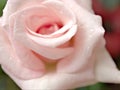 Closeup macro petals pink rose  flower with water drops and soft focus, blurred background ,sweet color for wedding card Royalty Free Stock Photo