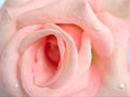 Closeup macro petals pink rose isolated flower with water drops and soft focus, blurred background ,sweet color for wedding card Royalty Free Stock Photo