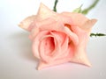 Closeup macro petals pink rose isolated flower with water drops and soft focus, blurred background ,sweet color for wedding card Royalty Free Stock Photo