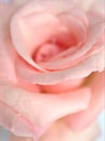 Closeup macro petals pink rose isolated flower with water drops and soft focus, blurred background ,sweet color for wedding card Royalty Free Stock Photo