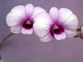 Closeup macro white purple cooktown orchid ,Dendrobium bigibbum orchid flower plants and soft focus on sweet pink blurred Royalty Free Stock Photo