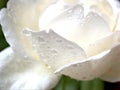 Closeup macro petals of white rose flower with water drops and soft focus with blurred background ,sweet color for card design Royalty Free Stock Photo
