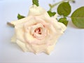 Closeup macro petals of white rose flower with water drops and soft focus with blurred background ,sweet color for card design Royalty Free Stock Photo