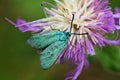 Adscita sp moth , Zygaenidae Moths of iran