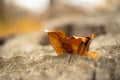 Closeup macro photo of autumn leaves and grass Royalty Free Stock Photo