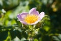 Closeup macro photo of a beautiful pink flower of rose, Rosa rubiginosa Royalty Free Stock Photo