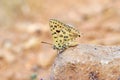 Cigaritis maxima butterfly sitting on rock , butterflies of Iran