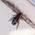 Closeup or macro photo of cockroach
