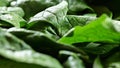 Closeup macro photo of large spinach leaves, with few water drops