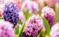 Closeup macro photo of pink, purple, blue growing fragrant hyacinth flowers in botanical garden, traditional easter flower, spring Royalty Free Stock Photo