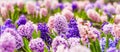 Closeup macro photo of pink, purple, blue growing fragrant hyacinth flowers in botanical garden, traditional easter flower, spring Royalty Free Stock Photo