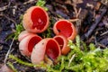 Closeup macro photo of red Scarlet elfcup, Sarcoscypha austriaca