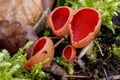 Closeup macro photo of red Scarlet elfcup, Sarcoscypha austriaca