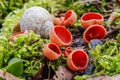 Closeup macro photo of red Scarlet elfcup, Sarcoscypha austriaca