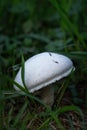A closeup macro photo of a single white wild mushroom in wet morning dew grass with droplet of water blurred in background Royalty Free Stock Photo