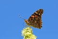 Vanessa cardui , the Painted lady butterfly in blue sky background Royalty Free Stock Photo