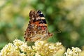 Vanessa cardui , the Painted lady butterfly nectar suckling on flower , butterflies of Iran Royalty Free Stock Photo