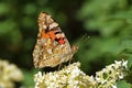 Vanessa cardui , the Painted lady butterfly suckling nectar on flower , butterflies of Iran