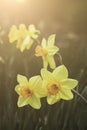 Closeup Macro of Spring Yellow Daffodil Narcissus and warm sunlight Bokeh