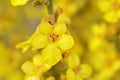 Verbascum songaricum or Mullein flower closeup