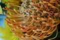 Closeup macro photograph of the inside of an orange flower