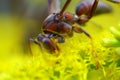 Closeup macro photography of an ant on a yellow flower Royalty Free Stock Photo