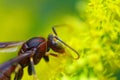 Closeup macro photography of an ant on a yellow flower Royalty Free Stock Photo