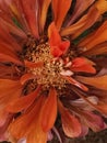 autumn copper and brown coloured zinnia bloom