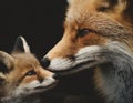 closeup macro photography of a mother fox nuzzling her baby fox Royalty Free Stock Photo