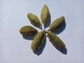 Closeup macro picture of green cardamom. white background