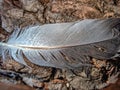 Closeup, macro of pigeon feather