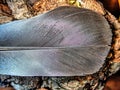 Closeup, macro of pigeon feather