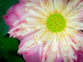 Closeup macro of pink lotus flower blooming Royalty Free Stock Photo