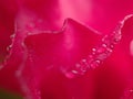 Closeup macro pink petals of rose flower with water drops and blurred background ,soft focus ,sweet color for wedding card design Royalty Free Stock Photo