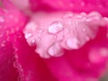 Closeup macro pink petals of rose flower with water drops and blurred background ,soft focus ,sweet color for wedding card design Royalty Free Stock Photo