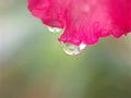 Closeup macro pink petals of rose flower with water drops and blurred background ,soft focus ,sweet color for wedding card design Royalty Free Stock Photo
