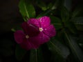 Closeup macro of pink purple rose Catharanthus roseus flower plant periwinkle with white dots on petals rainforest Peru Royalty Free Stock Photo