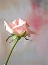 Closeup macro petals pink rose isolated flower with water drops and soft focus, blurred background ,sweet color for wedding card Royalty Free Stock Photo