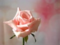 Closeup macro petals pink rose isolated flower with water drops and soft focus, blurred background ,sweet color for wedding card Royalty Free Stock Photo