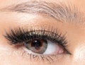 Body Part Eye with Eyelash close up Fashion makeup Royalty Free Stock Photo