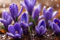 Purple and blue saffron flowers crocus speciosus blooming in spring time closeup macro. Royalty Free Stock Photo