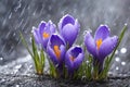 Purple and blue saffron flowers crocus speciosus blooming in spring time closeup macro. Royalty Free Stock Photo