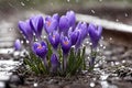 Purple and blue saffron flowers crocus speciosus blooming in spring time closeup macro. Royalty Free Stock Photo